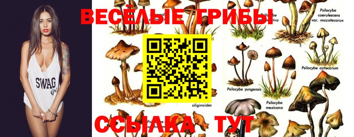 Галлюциногенные грибы Psilocybe  продажа наркотиков  Отрадный  Галлюциногенные грибы Psilocybe  Вход с VPN 